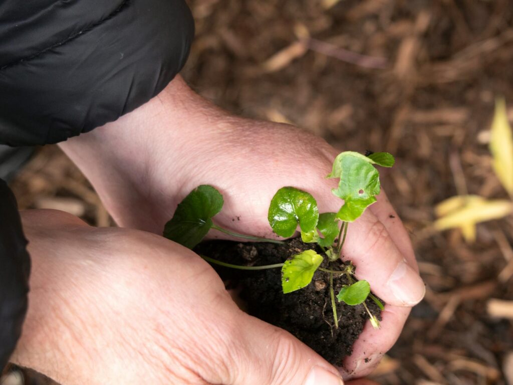 Closeup of hands nurturing a young green seedling in soil, symbolizing growth and new beginnings.