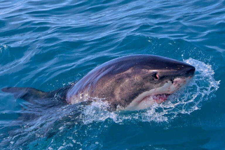 Grandmother Tells Rescuers I’m Going to Die After Suspected Shark Attack