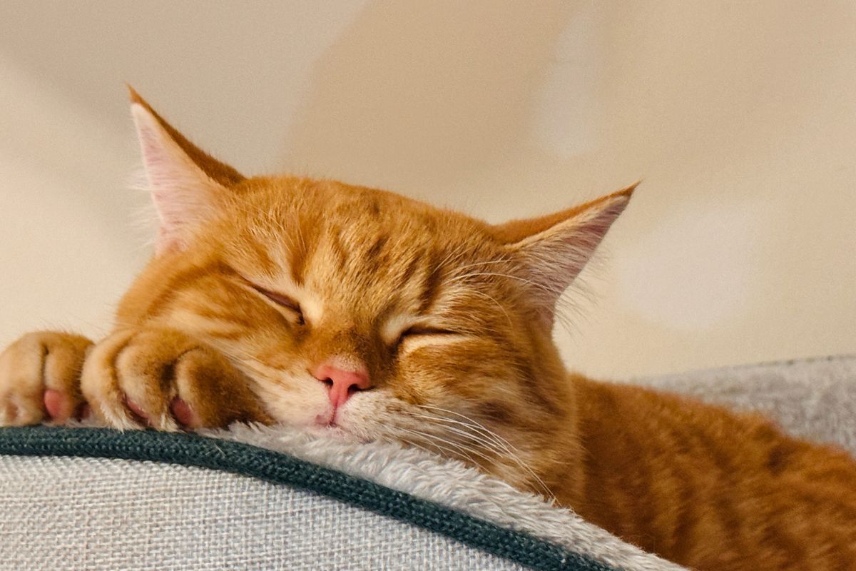 Orange cat sleeping
