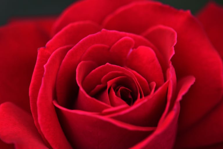 Vibrant red rose in full bloom, captured in a detailed close-up shot.