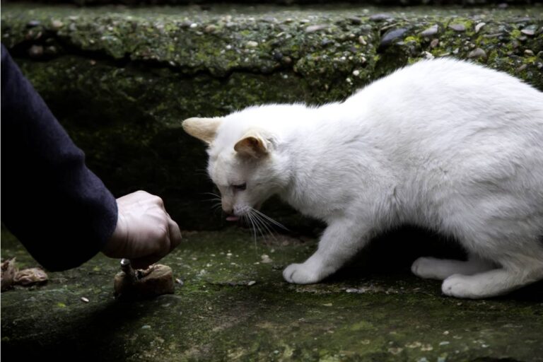 A Mom Found Out Her Daughter Had Been Feeding a Stray Cat Behind the School Every Day and Never Told Anyone Because She Was Scared Someone Would Make Her Stop