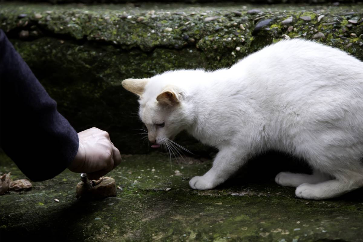 A Mom Found Out Her Daughter Had Been Feeding a Stray Cat Behind the School Every Day and Never Told Anyone Because She Was Scared Someone Would Make Her Stop