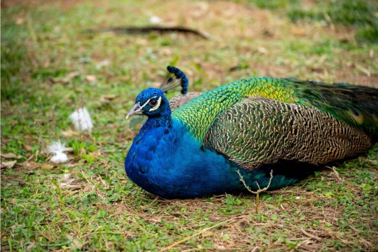 Dad Says He Refused to Let His Mother-in-Law Bring Her Emotional Support Peacock Into His House Again After the Last Visit