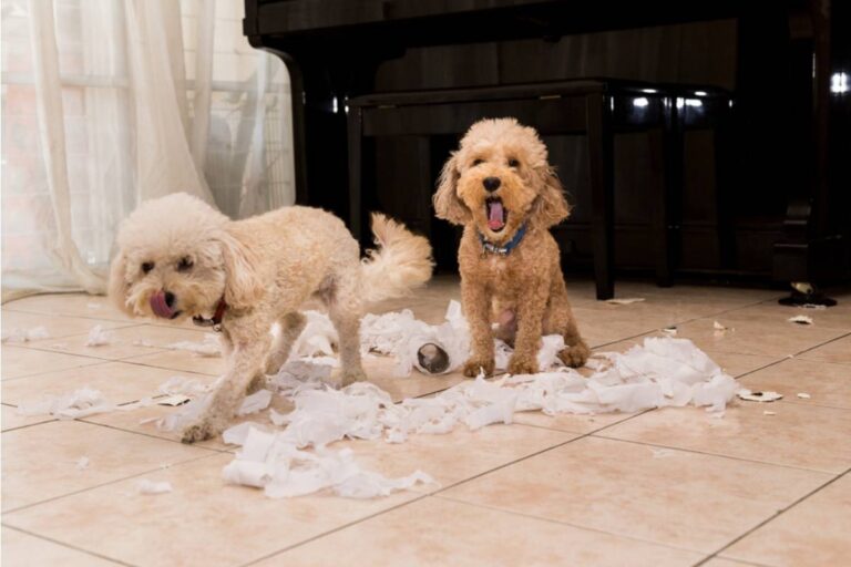 A Man Says His In-Laws' Puppy Chewed Through Their Deck, Shoes, and Phones, So He Finally Walked to the Car and Refused to Watch It Destroy Anything Else