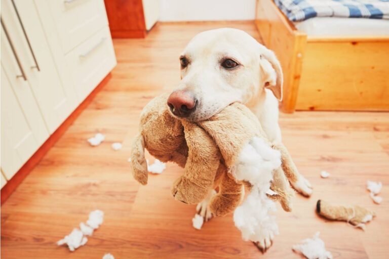A Mom Says Her 10-Year-Old Gives Her Childhood Stuffed Animals to the Dogs Every Day, Until One “Sacrifice” Makes Her Rethink the Whole Tradition