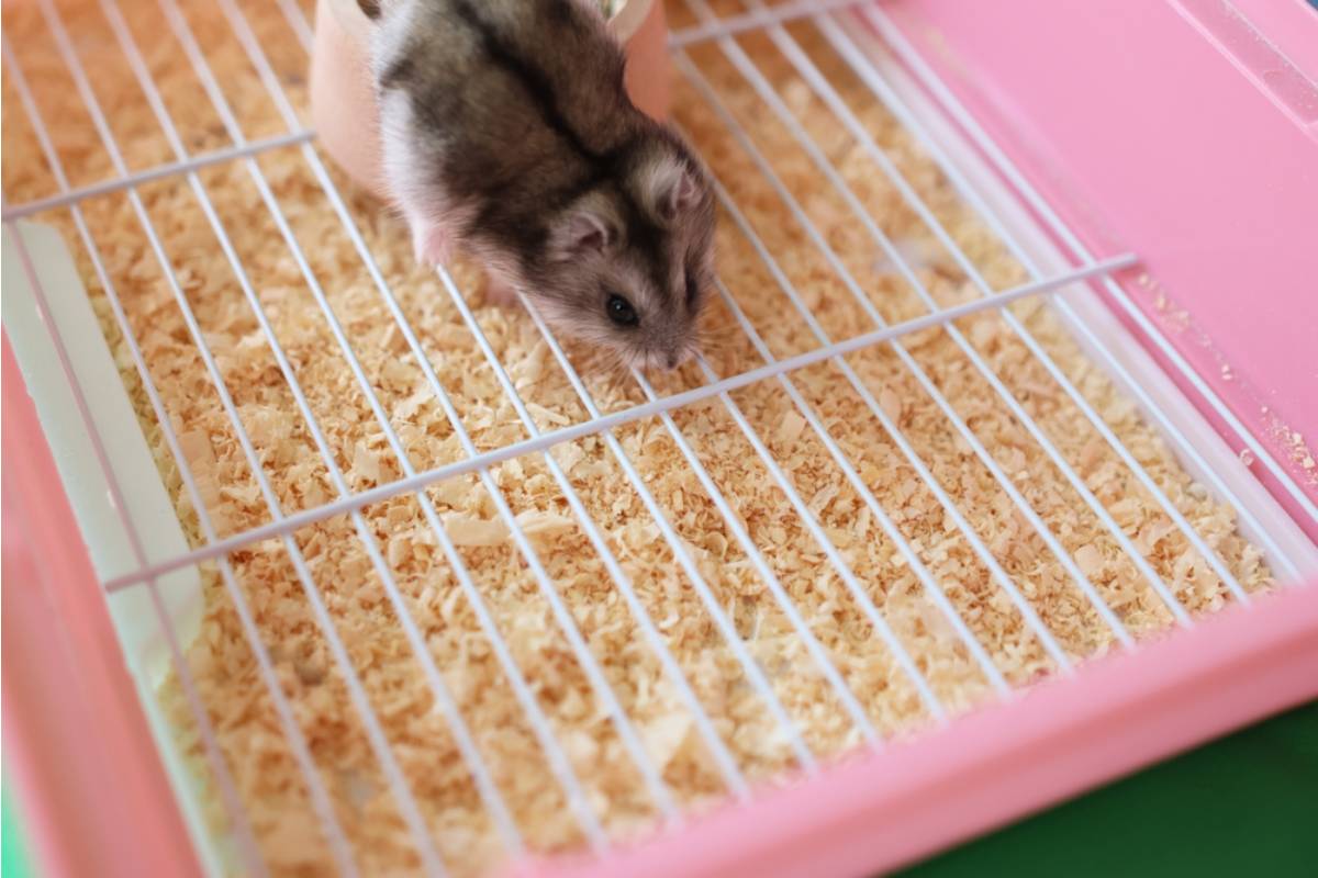 A Teacher Says a Student Told Her the Class Hamster Is the Only Thing at School That's Excited to See Him Every Day