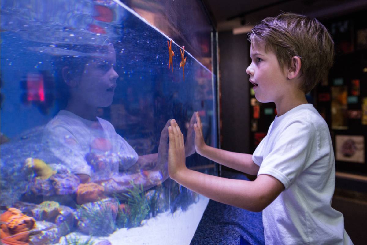A Teacher Says a Student Told Her the Class Fish Tank Is the Quietest Corner of the Room and He's Started Doing His Work There Instead of His Desk