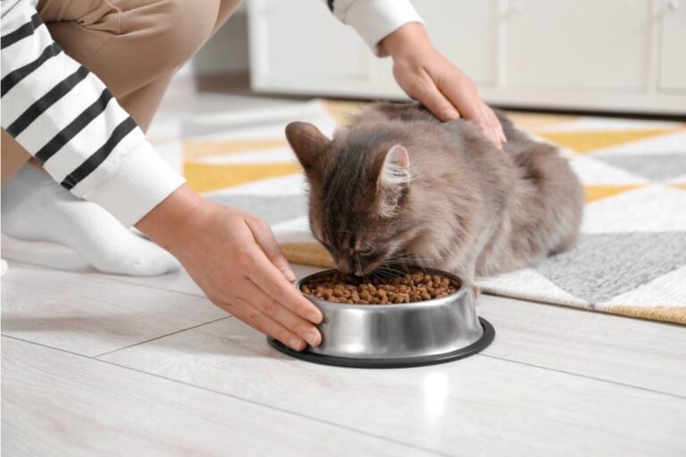 A Parent Says She Found Salt and Sugar in the Cats' Bowls Twice, and Now She Has to Figure Out Which Child Is Doing It