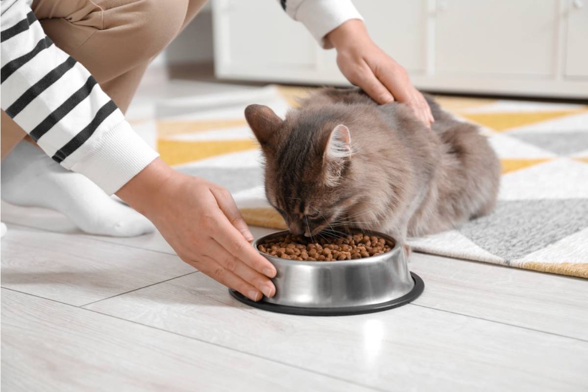 A Parent Says She Found Salt and Sugar in the Cats' Bowls Twice, and Now She Has to Figure Out Which Child Is Doing It