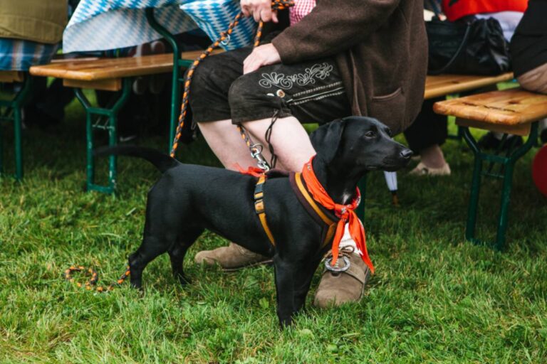 A Mom Says Her Family’s Fall Festival Outing Turned Into a Frightening Experience After She Saw Dogs Lunging Toward Children, and She’s Starting to Understand Why Parents Are Fed Up