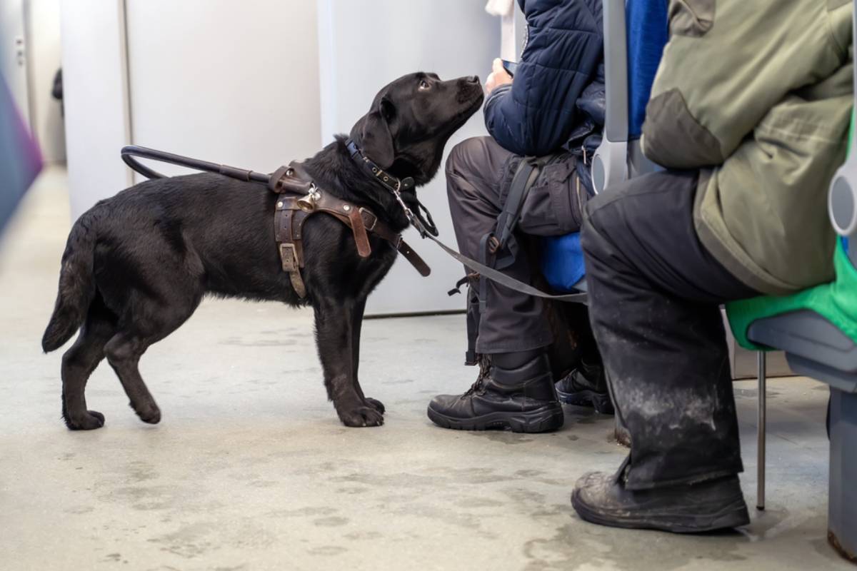 A Mom Says a Bus Driver Shut Her Out Over Her Service Dog While Her 4-Year-Old Was Still Inside, and the Transit Agency’s Own Rules Say a Muzzle Was Never Required
