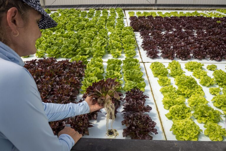 Leafy greens growing in a hydroponic system